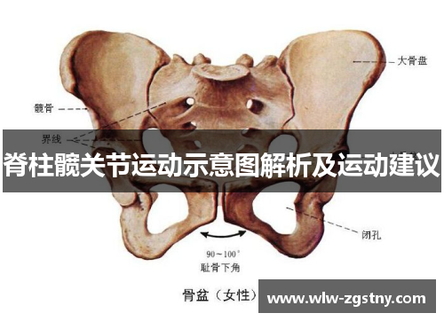 脊柱髋关节运动示意图解析及运动建议