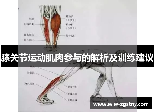 膝关节运动肌肉参与的解析及训练建议